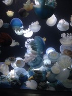 2017-07-01-11-56-34