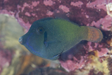 ニシキカワハギ