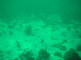 嘗ての転石藻場
