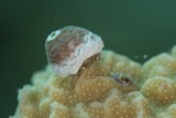 ユキンコガニ