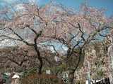 蓮慶寺のしだれ桜