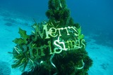 メリークリスマス!