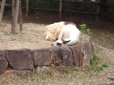 奏～かなで～ : 2011.4.3.<b>千葉市動物公園</b>７回目