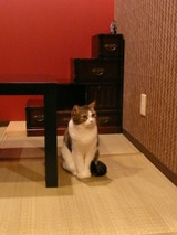 猫カフェ2