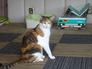 猫カフェ3