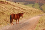 wales3