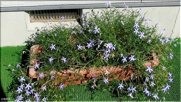 恐ろしいヤツだなぁ イソトマ 雲水のひとりごと