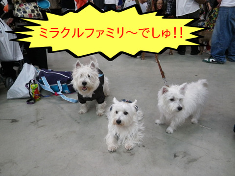 BlogPaint