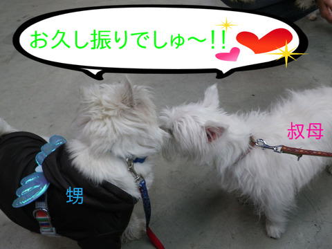 BlogPaint