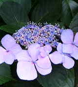 ajisai-sakikake
