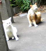 ouji-2hiki-neko
