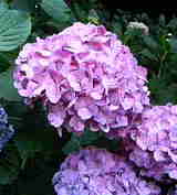 ajisai-murasaki