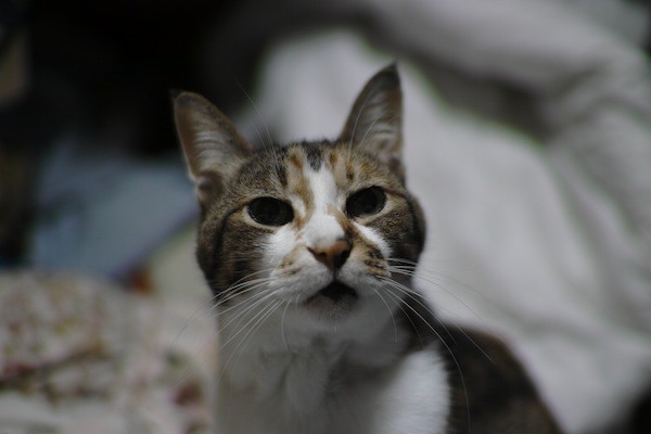 SDIM0001