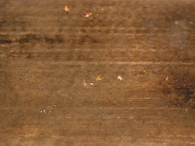 SSC_0587