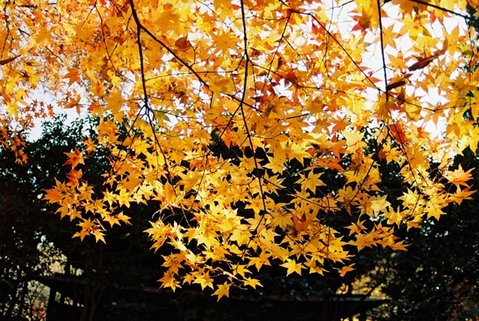 heirinji4101