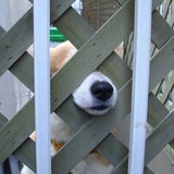 隣の犬