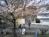 sakura1