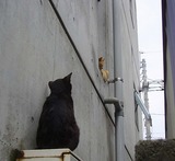 猫２