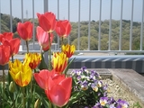 チューリップ