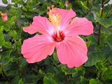 ハイビスカス