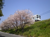 京都桜１