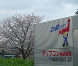 桜とアップコン