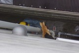 猫１