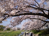 京都桜３