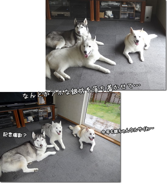犬たち