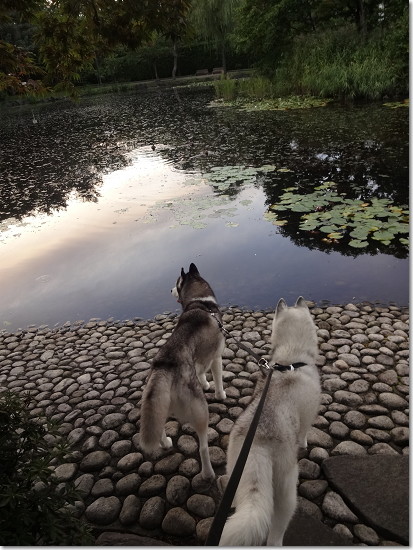 Bros