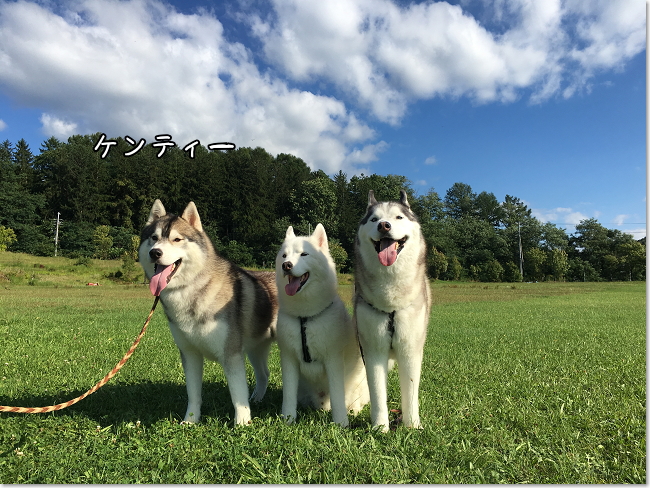 ハスキーズ