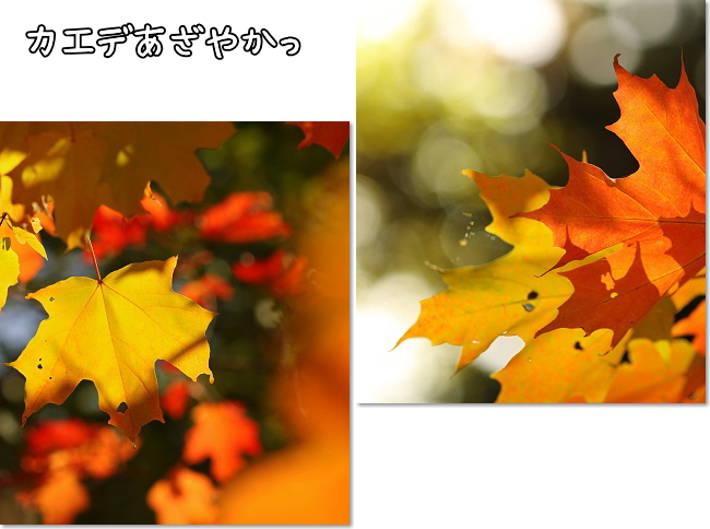 カエデ
