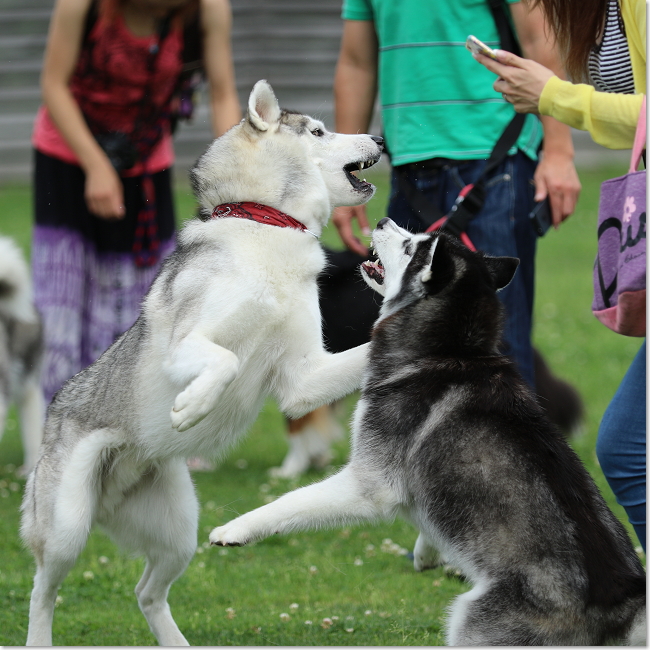 ワイル・アビー