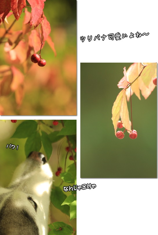 ウ〜吉