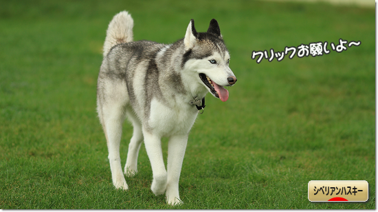 ブログ村ランキング