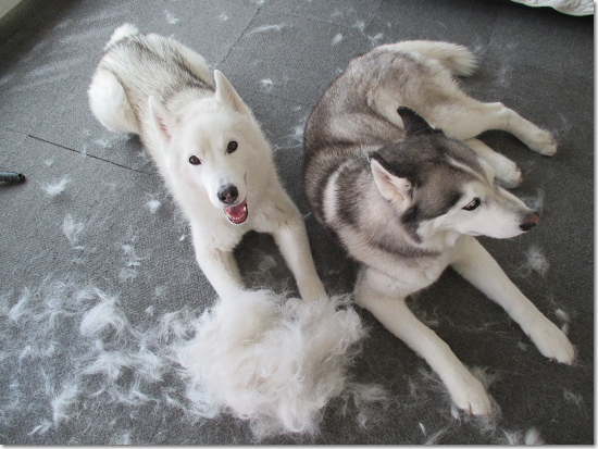 Bros