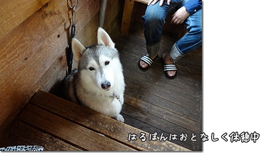 はるぽん