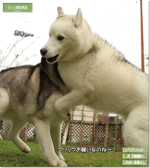 ランキングに参加しています