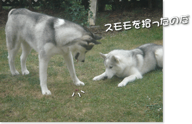 スモモを拾ったのだ