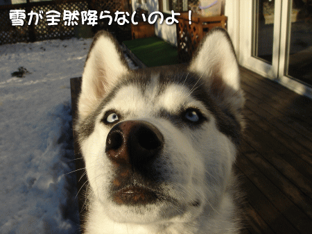 雪が全然降らないのよ