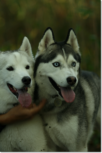 Bros.