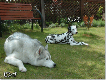 ビン&ダル