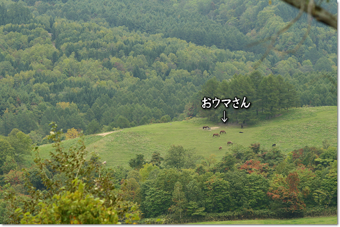 おウマさん