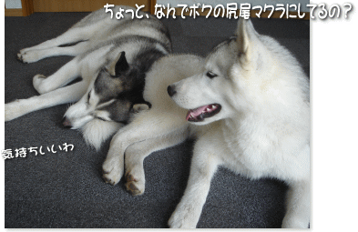 ボクの尻尾