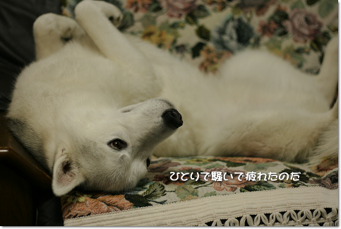 ひとりで騒いで疲れたのだ