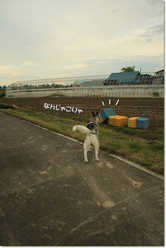 なんじゃこりゃ
