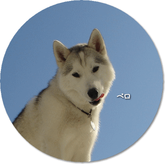 07年03月 犬たちのjubilations