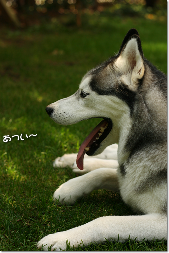 あつい〜