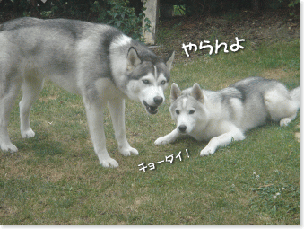 やらんよ