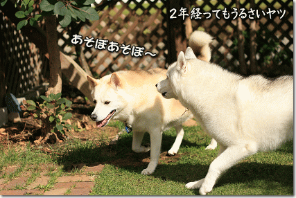 あそぼあそぼ〜